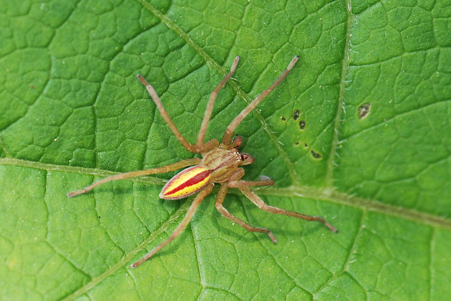 Micrommata virescens